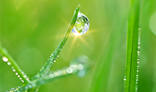 Seeding the green future